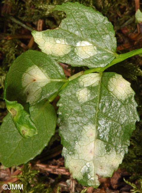 Exobasidium arescens