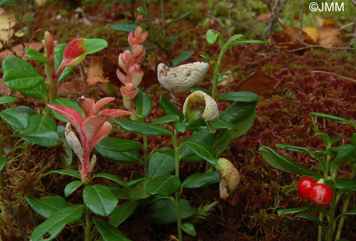 Exobasidium juelianum