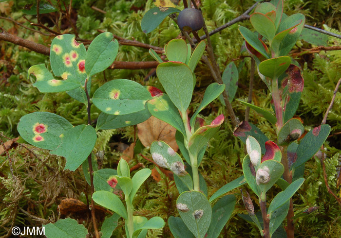 Exobasidium pachysporum