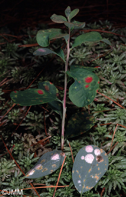 Exobasidium pachysporum