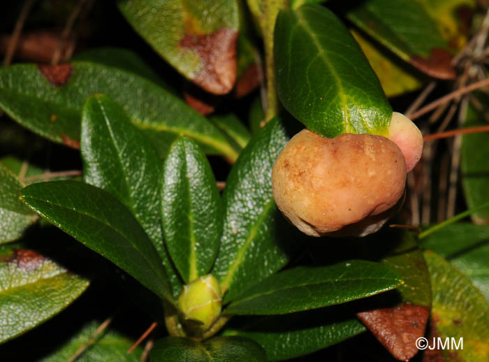 Exobasidium rhododendri