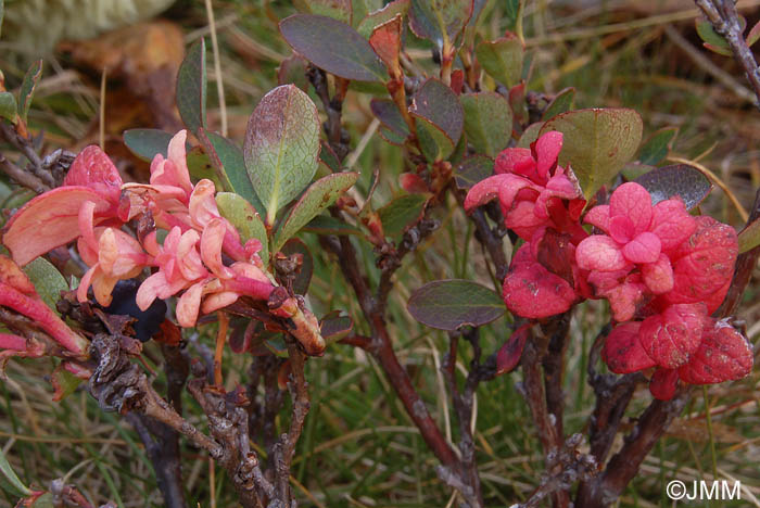 Exobasidium vaccinii-uliginosi