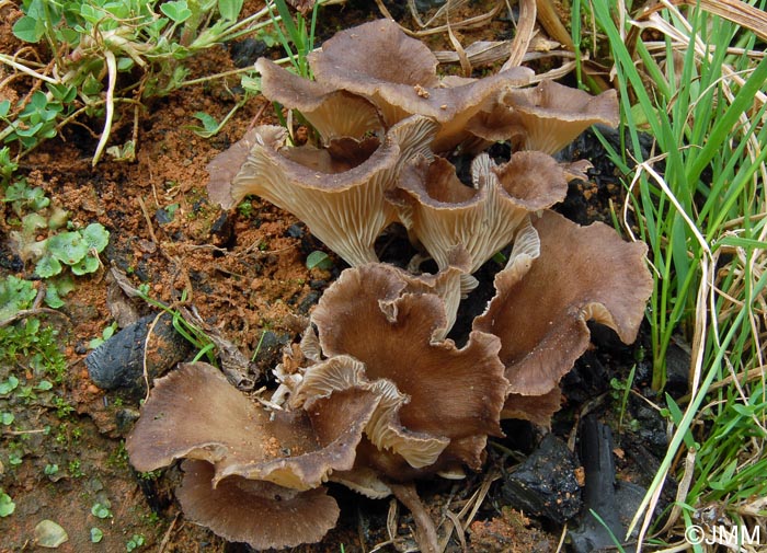 Faerberia carbonaria