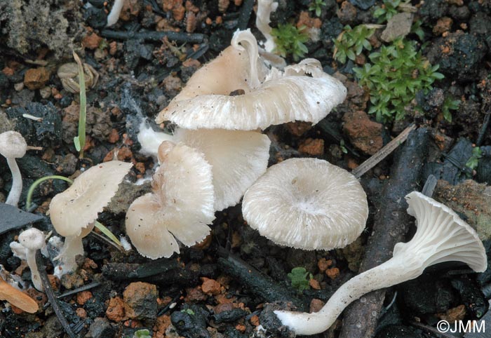 Faerberia carbonaria f. pallida