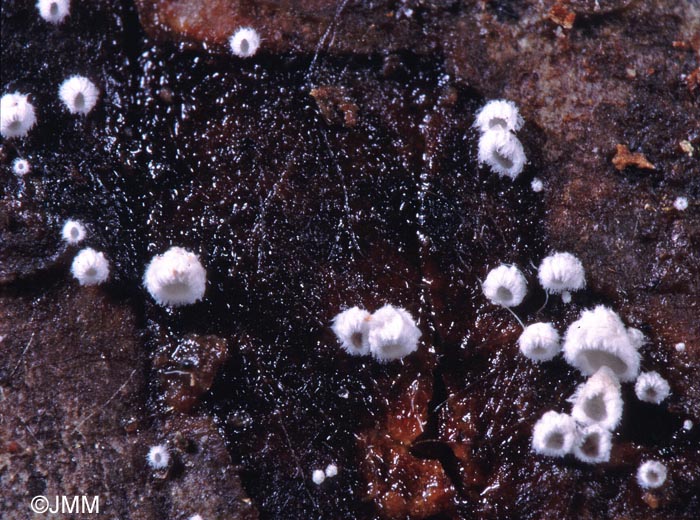 Flagelloscypha minutissima