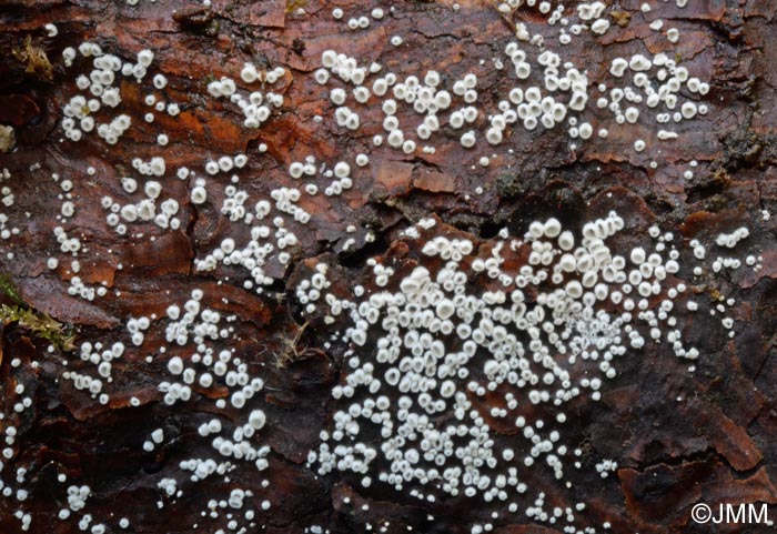 Flagelloscypha minutissima