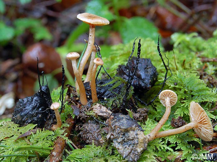 Flammulaster carpophilus et Xylaria carpophila