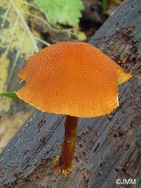 Flammulaster limulatus