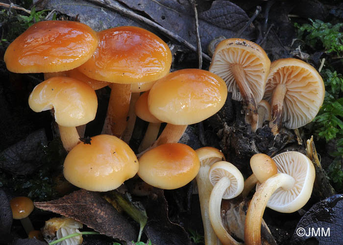 Flammulina elastica