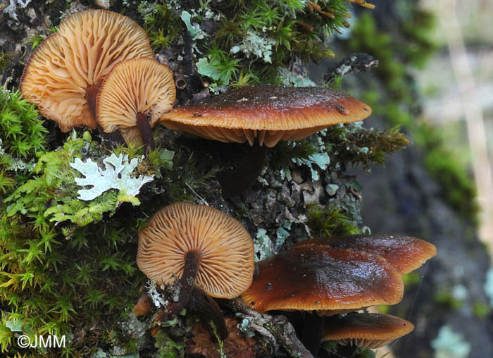 Flammulina elastica