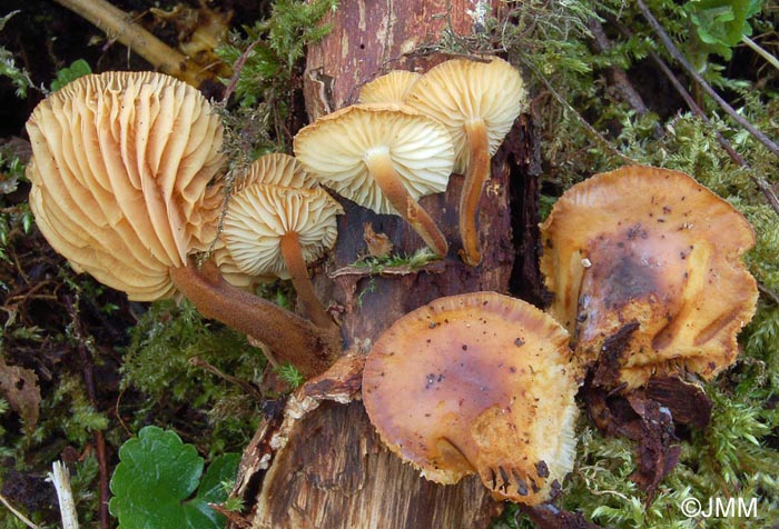 Flammulina elastica