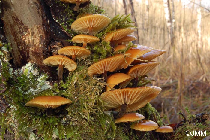 Flammulina elastica