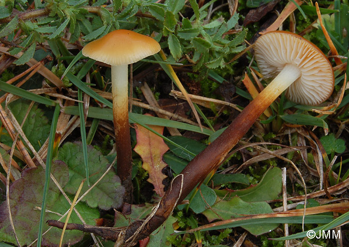 Flammulina ononidis