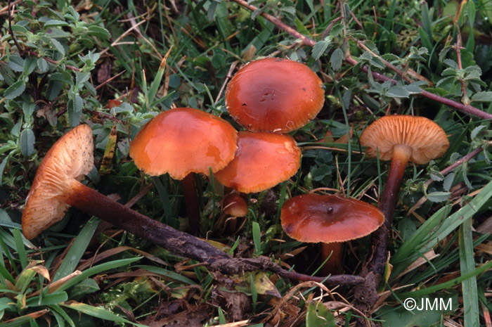 Flammulina ononidis