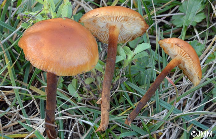 Flammulina ononidis