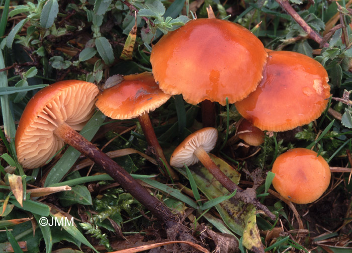 Flammulina ononidis