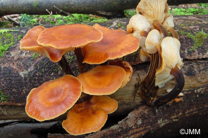 Flammulina velutipes