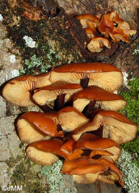 Flammulina velutipes