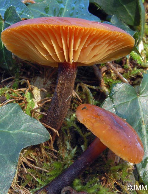 Flammulina velutipes