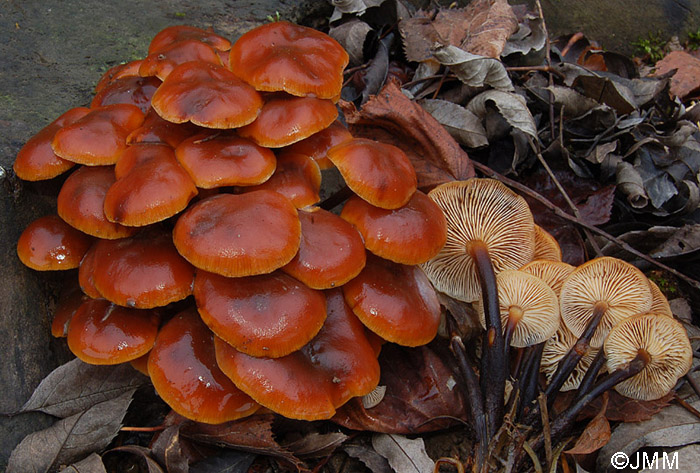 Flammulina velutipes