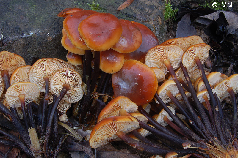 Flammulina velutipes