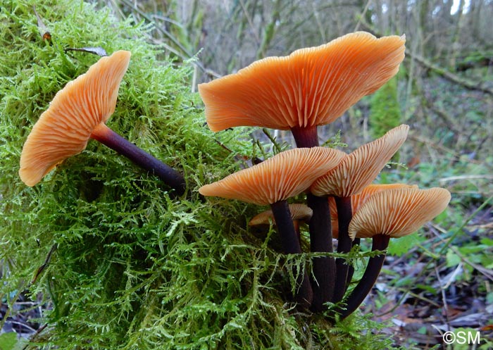 Flammulina velutipes