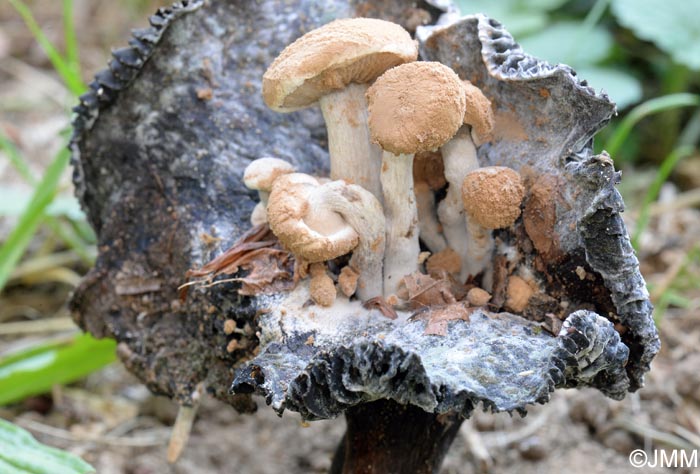 Asterophora lycoperdoides = Nyctalis asterophora