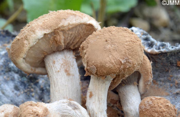 Asterophora lycoperdoides = Nyctalis asterophora