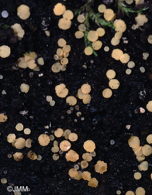 Bisporella pallescens sur Bispora antennata