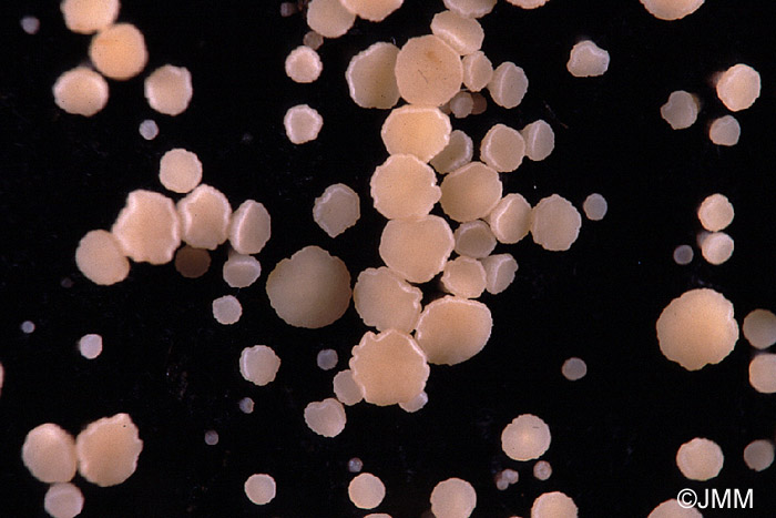 Bisporella pallescens sur Bispora antennata