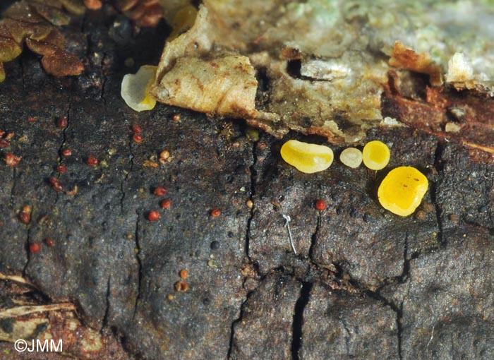 Bisporella sulfurina & Dialonectria diatrypicola