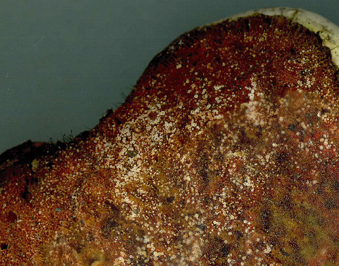 Cistella hymeniophila sur Piptoporus betulinus