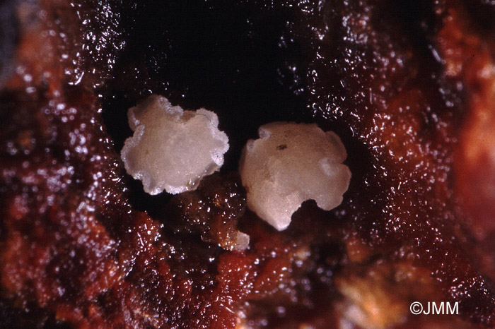 Cistella stereicola sur Stereum hirsutum