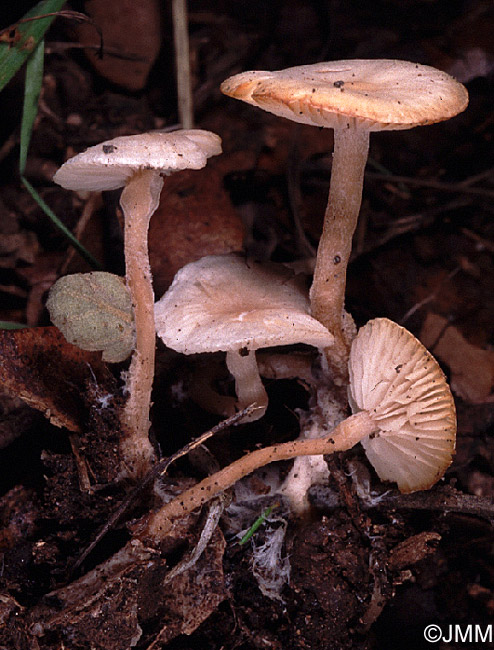 Microcollybia cirrhata