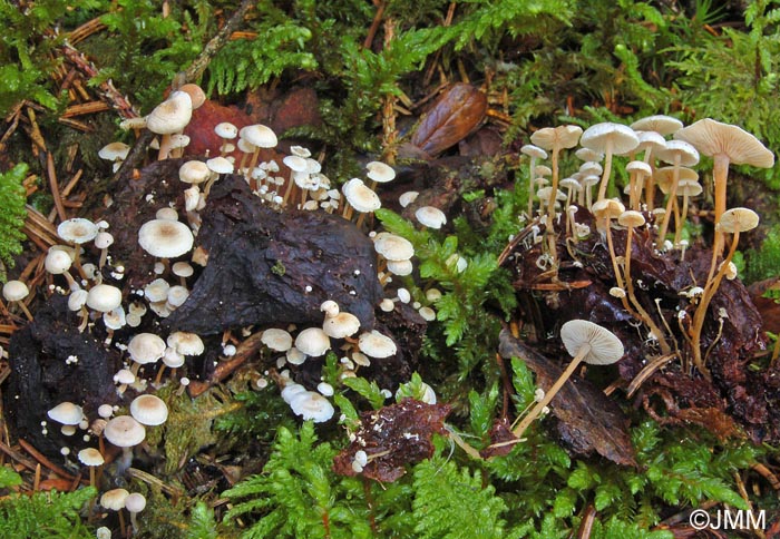 Microcollybia cirrhata