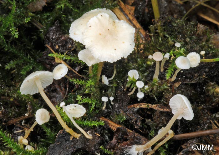 Microcollybia cirrhata