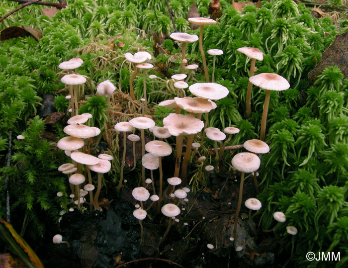 Microcollybia cirrhata sur Russula sp.