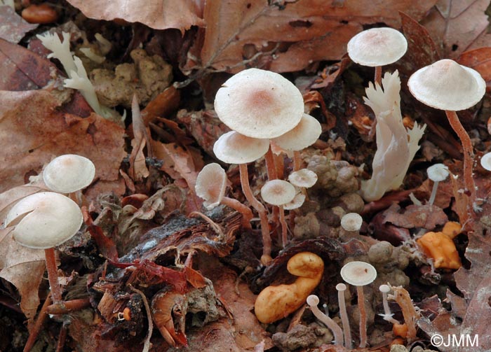 Microcollybia cookei