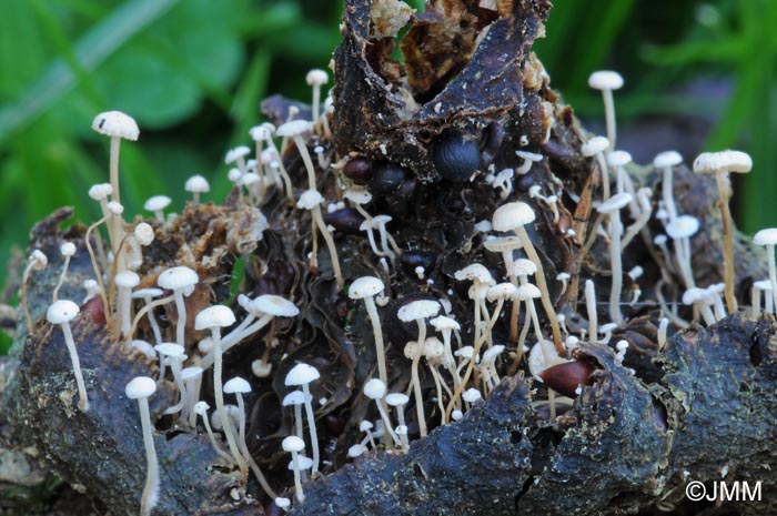 Microcollybia tuberosa