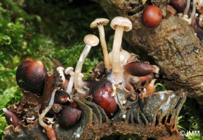 Microcollybia tuberosa