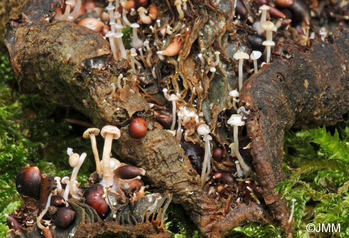 Microcollybia tuberosa