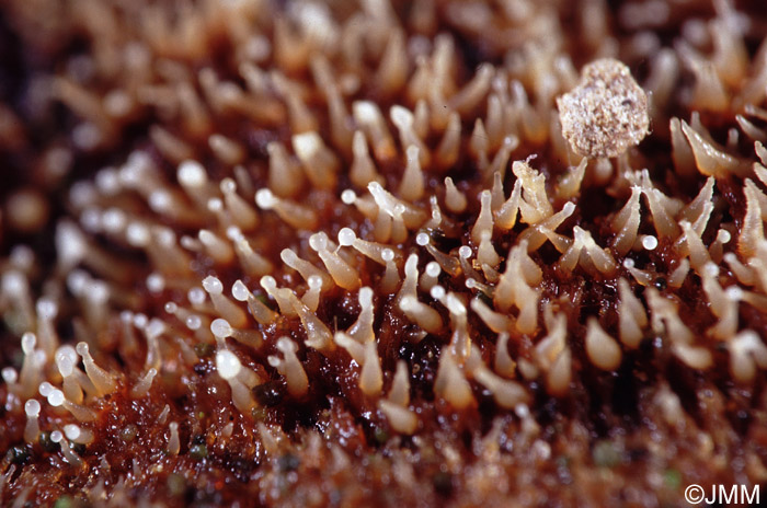 Eleutheromyces subulatus sur Piptoporus betulinus