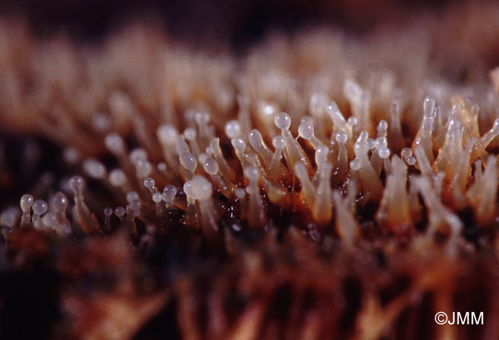 Eleutheromyces subulatus sur Piptoporus betulinus