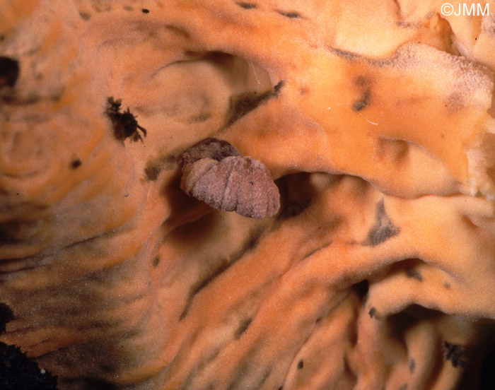 Entoloma pseudoparasiticum ? sur Cantharellus lutescens