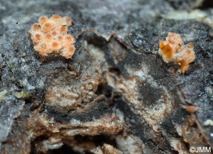 Flammocladiella decora = Nectria decora