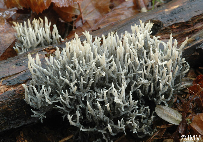 Diplococcium clavariarum sur Clavulina cristata