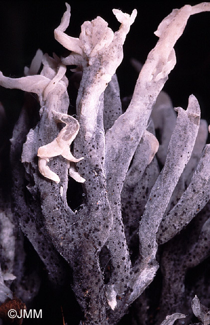 Helminthosphaeria clavariarum sur Clavulina cinerea