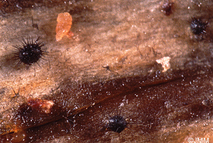 Helminthosphaeria corticiorum sur Stereum gausapatum