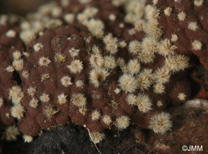 Heteroconium tetracoilum sur Hypoxylon sp.