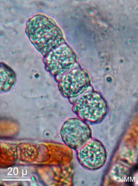 Hypocreopsis rhododendri : spores